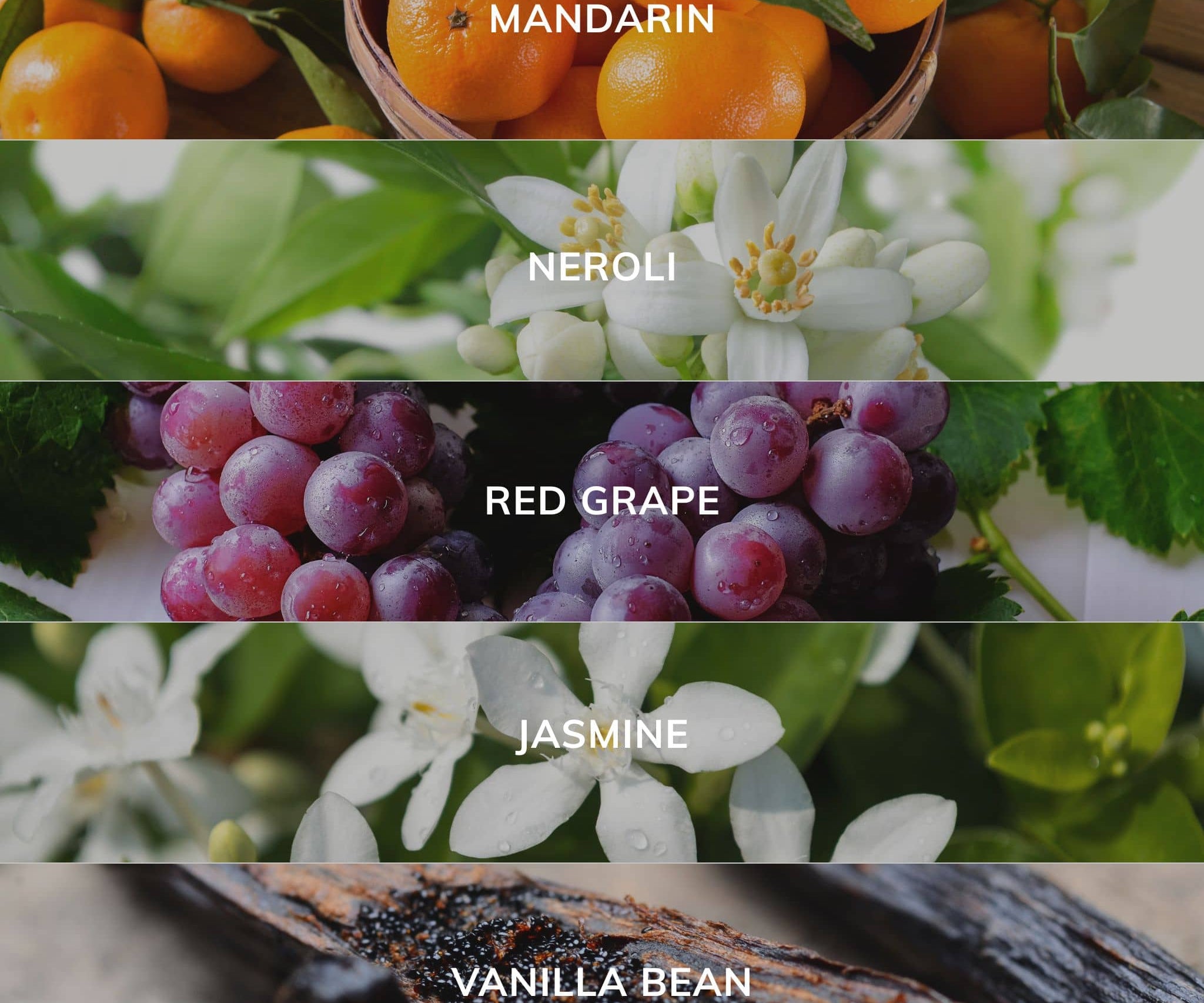 Collage of fruits and flowers with labels for Mandarin, Neroli, Red Grape, Jasmine, and Vanilla Bean.