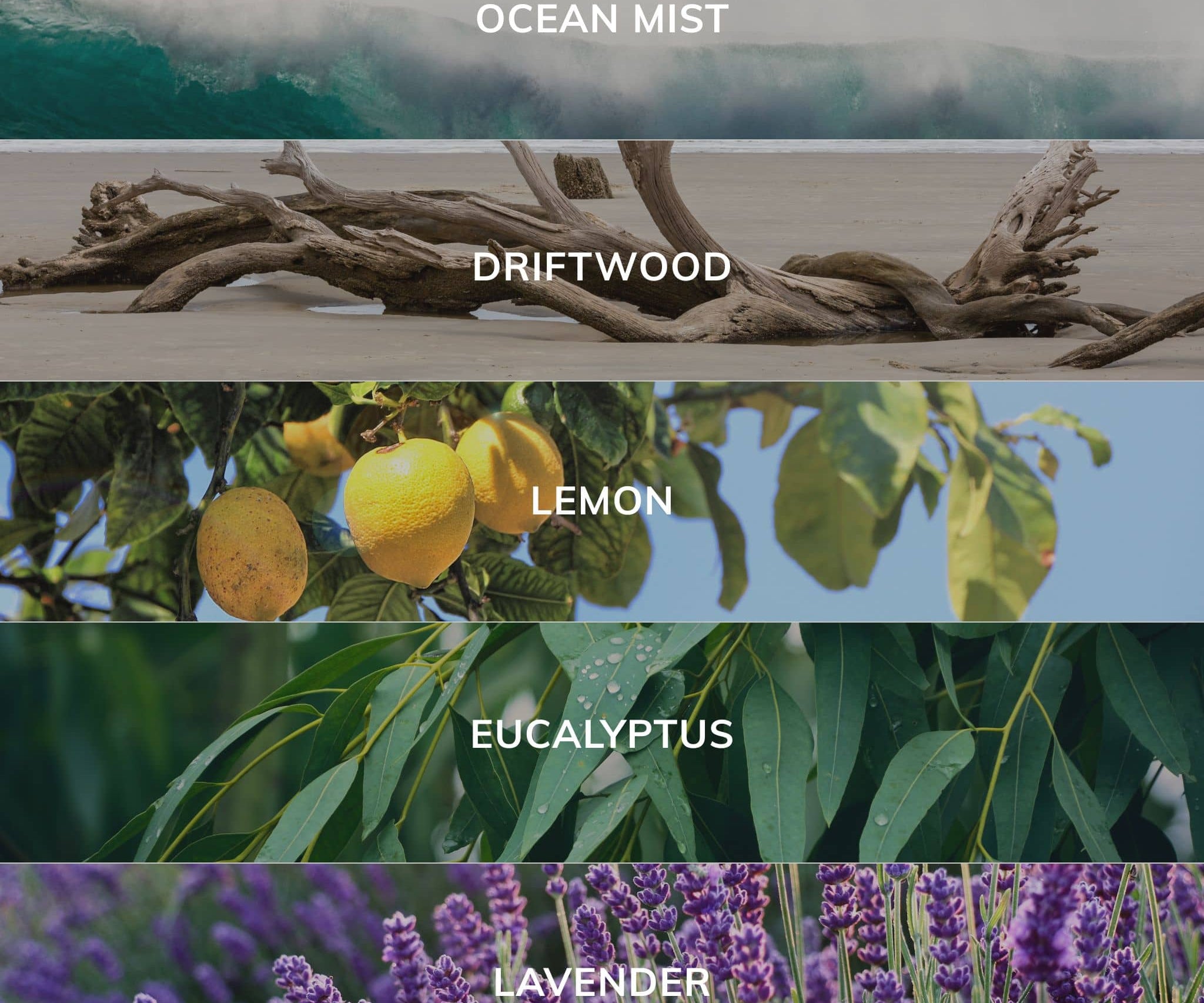 Collection of nature-themed labels including 'Ocean Mist', 'Driftwood', 'Lemon', 'Eucalyptus', and 'Lavender' with corresponding images.