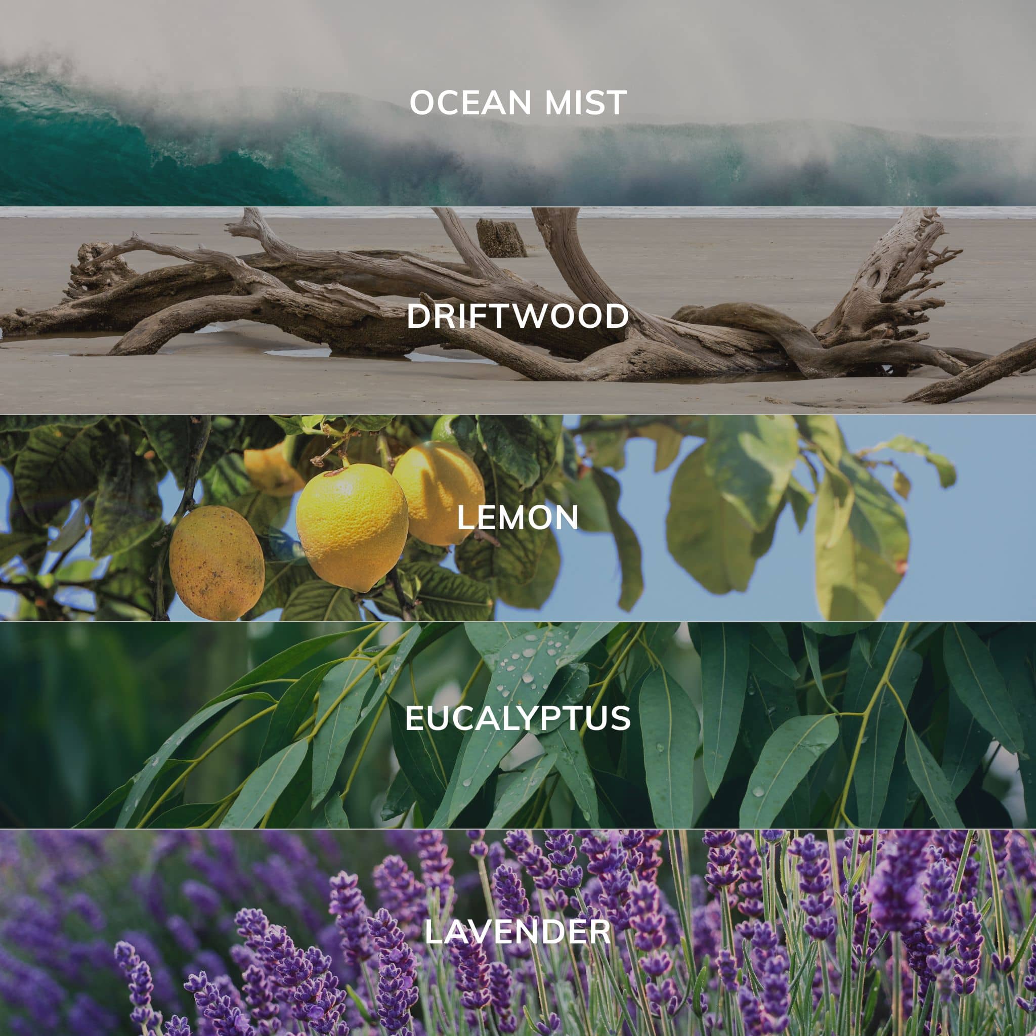 Collection of nature-themed labels including 'Ocean Mist', 'Driftwood', 'Lemon', 'Eucalyptus', and 'Lavender' with corresponding images.