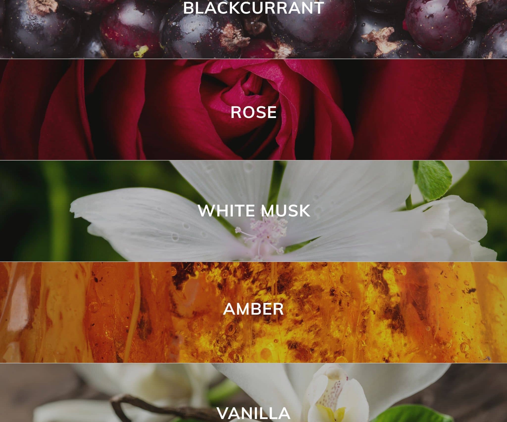 Collage of blackcurrants, a rose, white musk flower, amber texture, and vanilla flowers with labels.