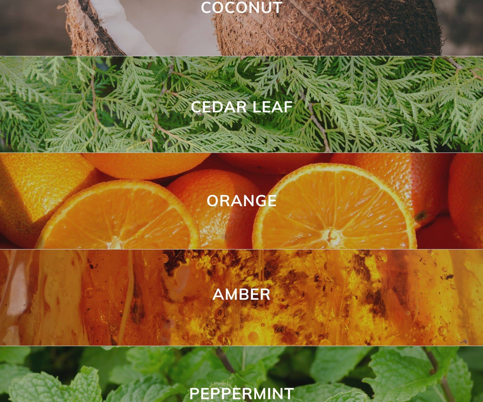 Collection of different scents with labels including coconut, cedar leaf, orange, amber, and peppermint.