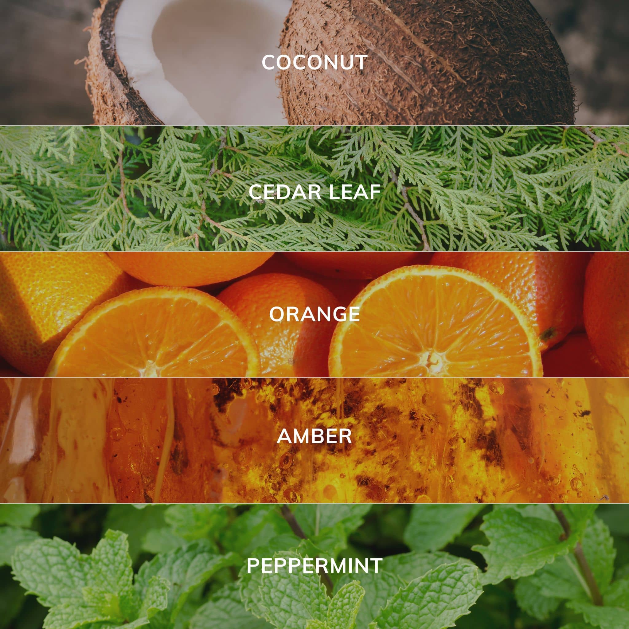 Collection of different scents with labels including coconut, cedar leaf, orange, amber, and peppermint.