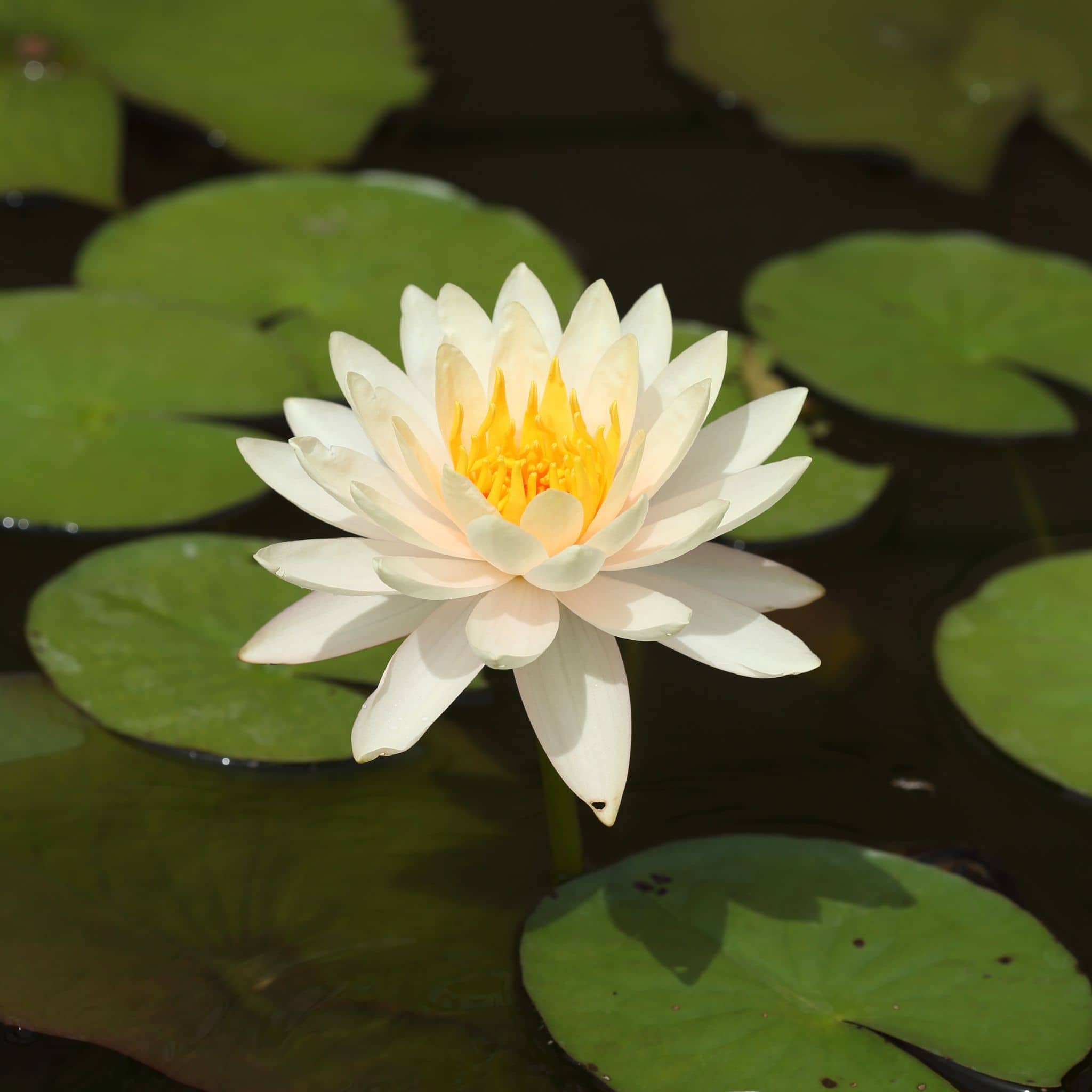 Lotus Blossom flower