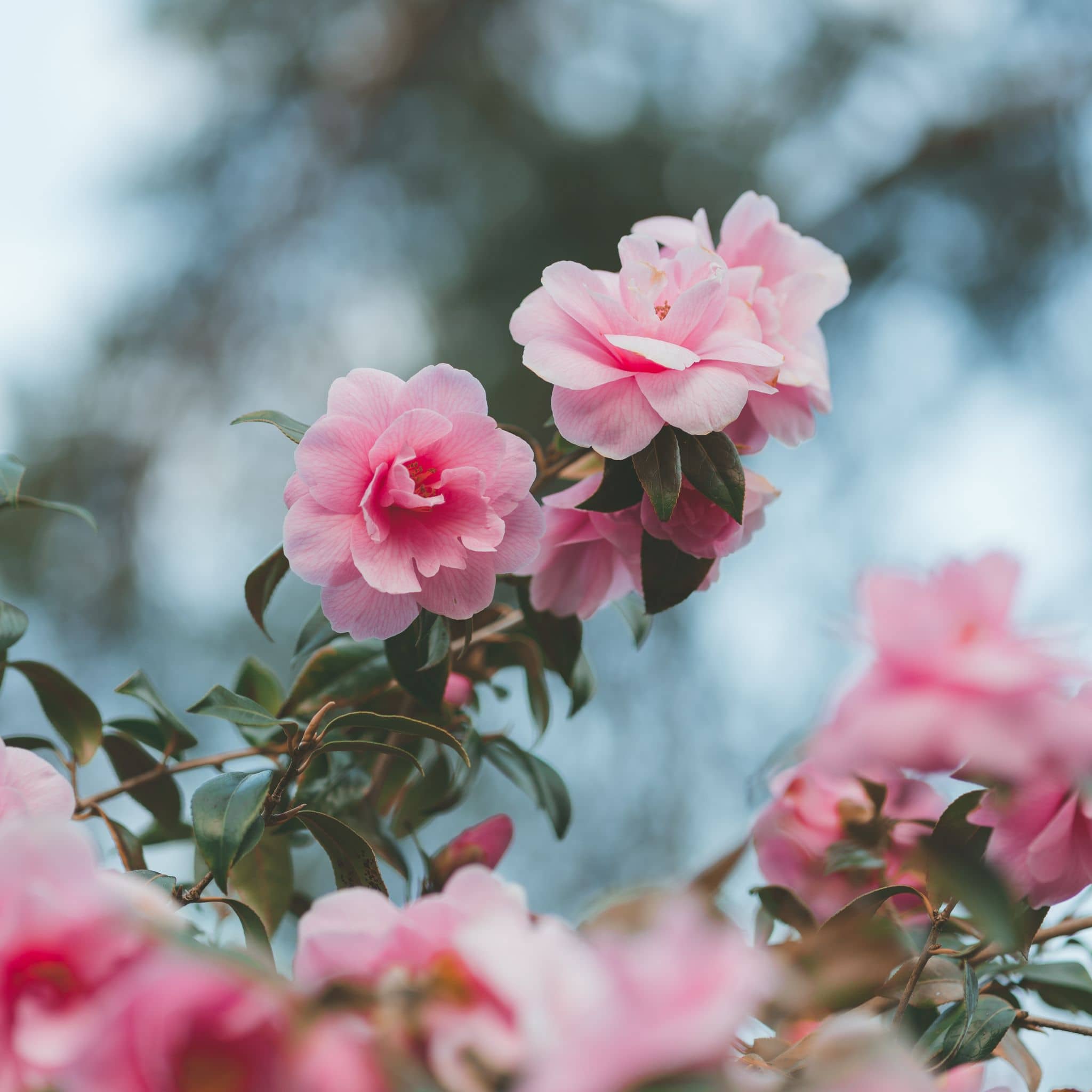 Pink Camellia flower