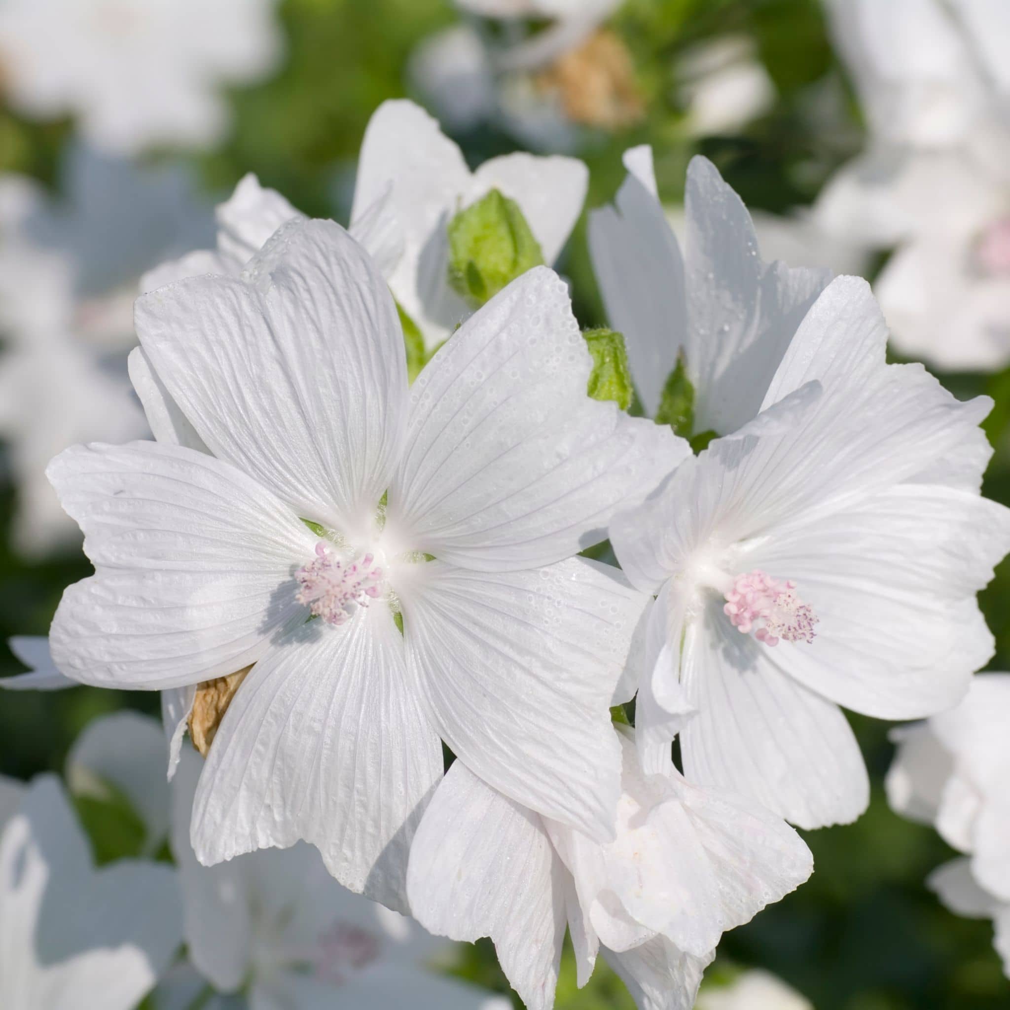 White Musk flower